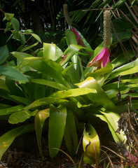 Aechmea mariae-reginae