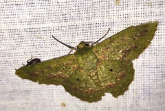 Herochroma cristata