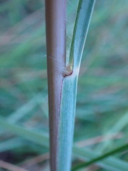 Andropogon eucomus
