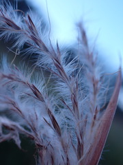 Andropogon eucomus