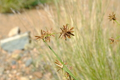 Cyperus marginatus