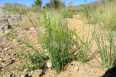 Cyperus marginatus