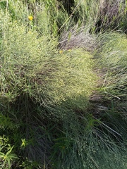 Baccharis notosergila