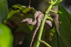 Travancore Pit Viper photo 2