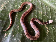 Atractus snethlageae