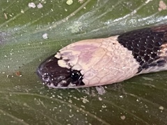 Atractus snethlageae