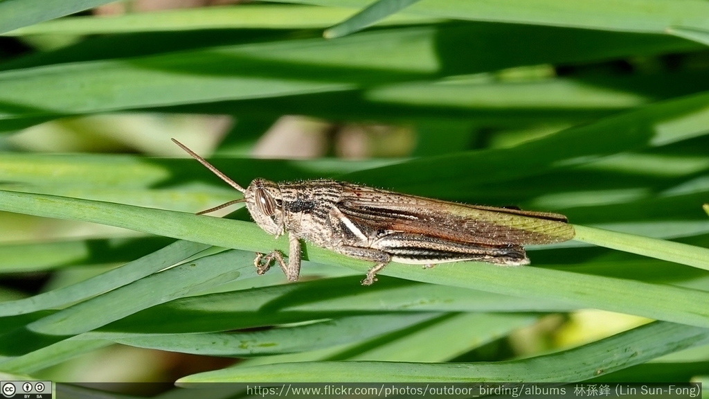 Stenocatantops nigrovittatus