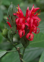 Pachystachys coccinea