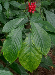 Pachystachys coccinea