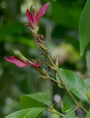 Pachystachys coccinea
