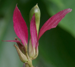 Pachystachys coccinea