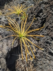 Lithophila radicata
