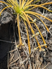 Lithophila radicata