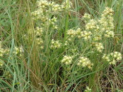 Baccharis flabellata