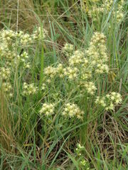 Baccharis flabellata