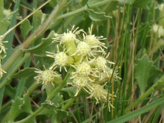 Baccharis flabellata