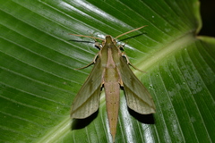 Xylophanes rothschildi