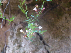 Cyanothamnus nanus