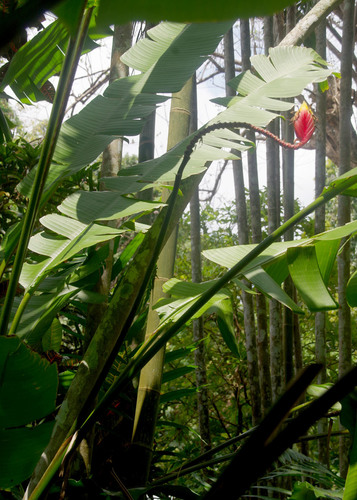 Heliconia episcopalis