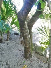 Hyperbaena winzerlingii