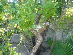 Hyperbaena winzerlingii