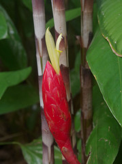 Costus stenophyllus