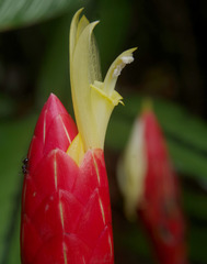 Costus stenophyllus