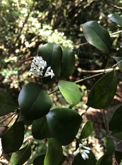 Ligustrum pricei
