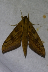 Xylophanes anubus