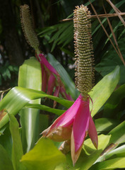 Aechmea mariae-reginae