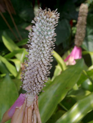 Aechmea mariae-reginae