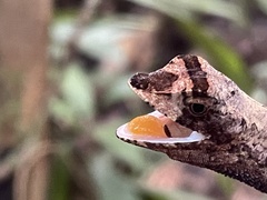 Anolis fuscoauratus