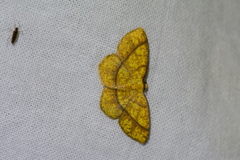 Periclina