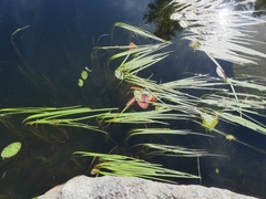 Sparganium fluctuans