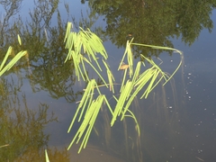 Sparganium fluctuans