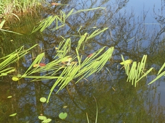 Sparganium fluctuans