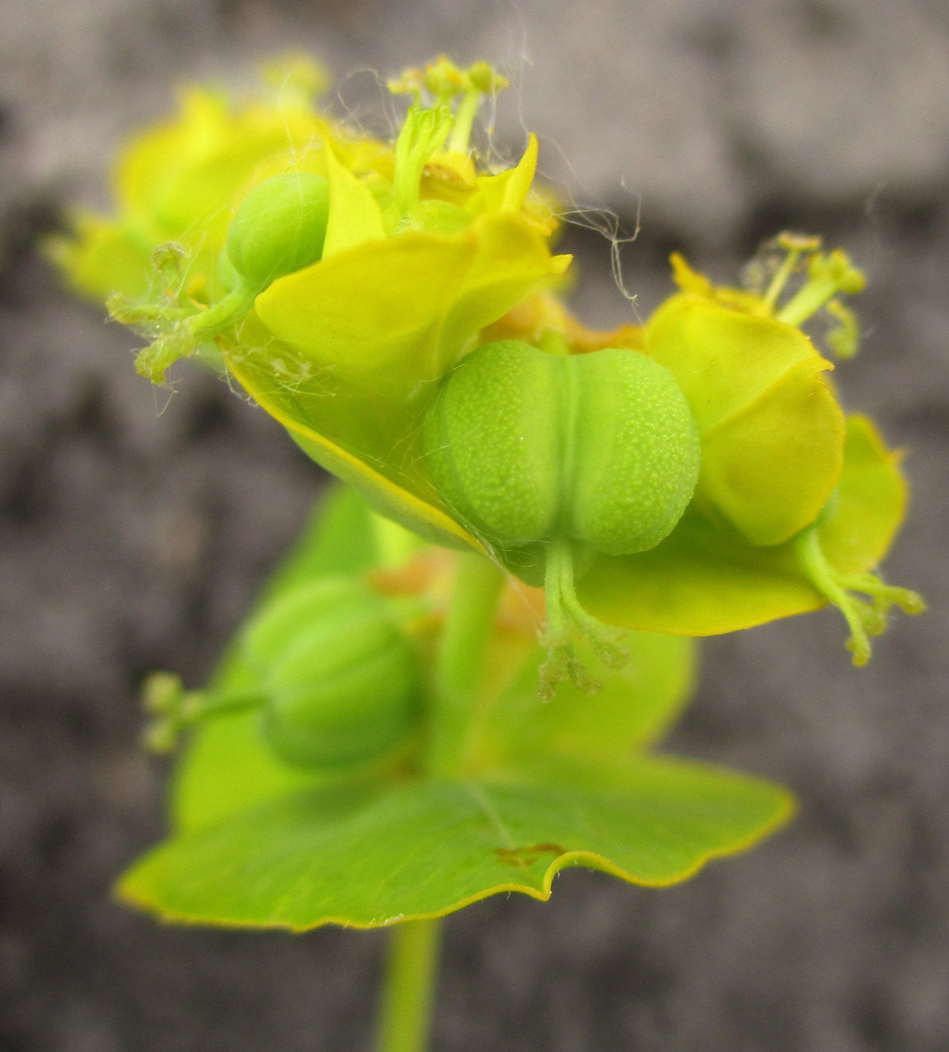 Euphorbia lucida