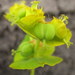 Euphorbia lucida - Photo (c) Danilo Ugrnov, algunos derechos reservados (CC BY-NC)