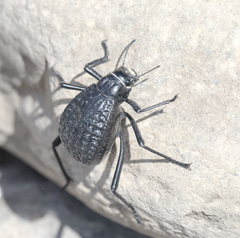 Adesmia cancellata