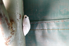 Hyperolius viridiflavus