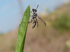 Polybia scutellaris