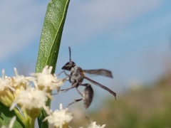 Polybia scutellaris