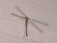 Lestes alacer