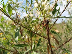 Mischocyttarus drewseni