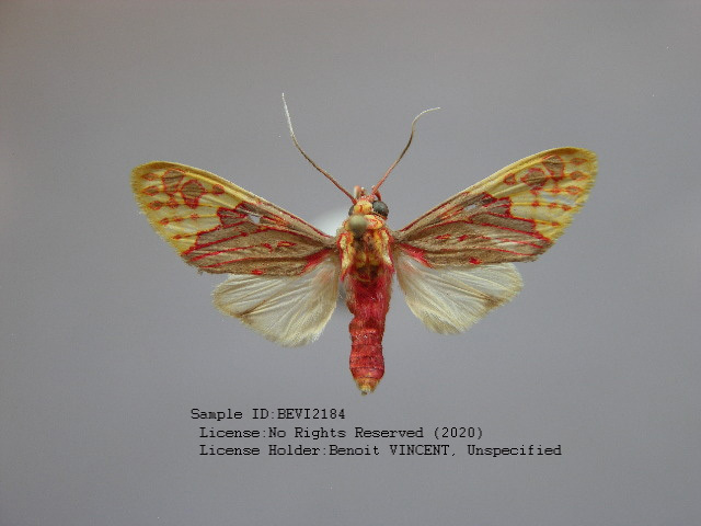 Scaptius sordida