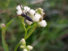 Polybia scutellaris