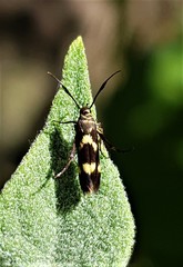 Eretmocera syleuta