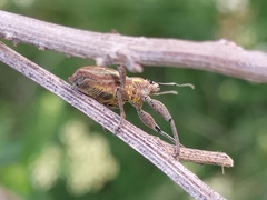 Naupactus xanthographus