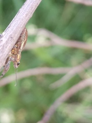Naupactus xanthographus