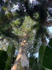 Libidibia ferrea leiostachya